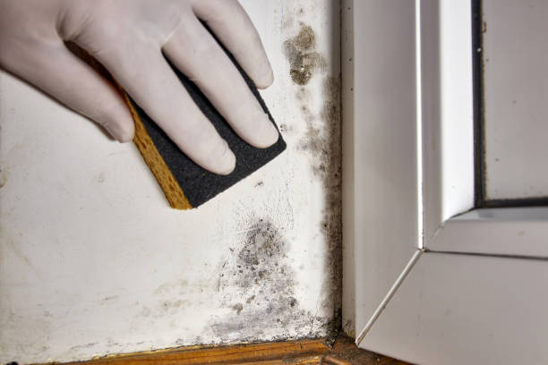 Reliable Dewitt, AR Mold Removal Solutions